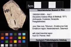 Foto (Objket + Etiketten) von Discutiolira moesica (Muţiu & Bădăluţă, 1971) 